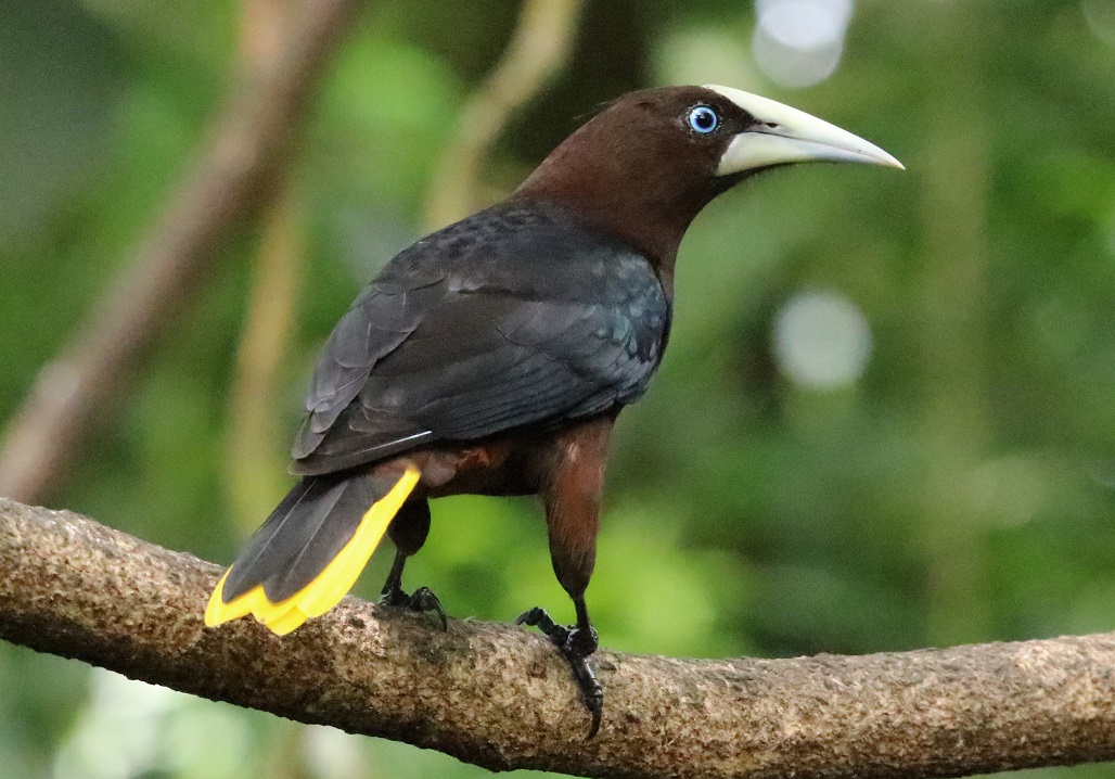 クリガシラオオツリスドリ【No.3345】　Psarocolius wagleri