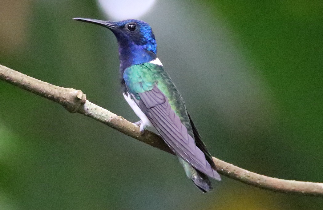 シロエリハチドリ【No.3362】