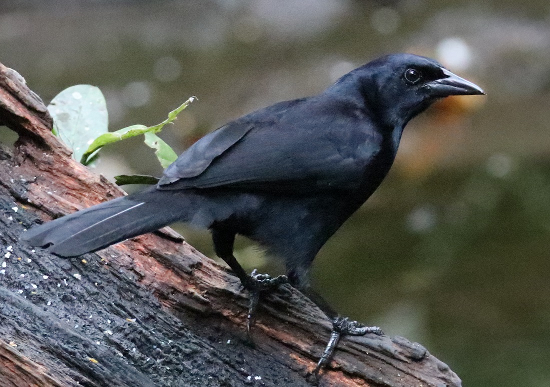 ウタムクドリモドキ【No.3363】