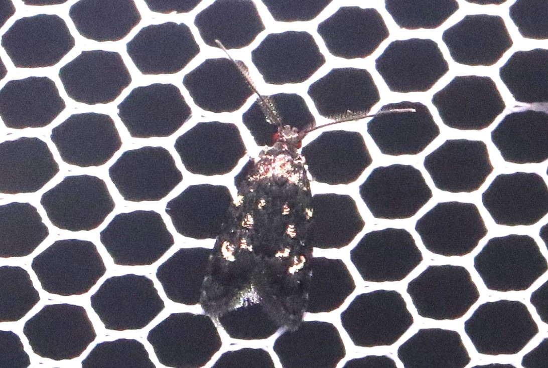 ニセシロモンクロシンクイ【No.2662】