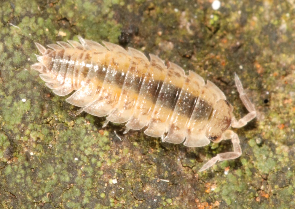 ナガワラジムシ【No.2661】