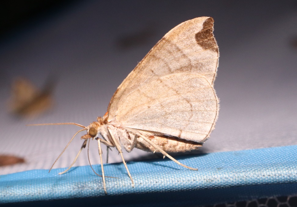 ウストビモンナミシャク【No.2374】