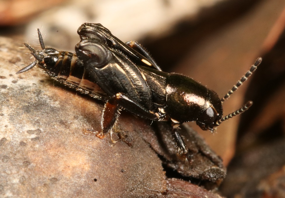 ノミバッタ【No.2608】