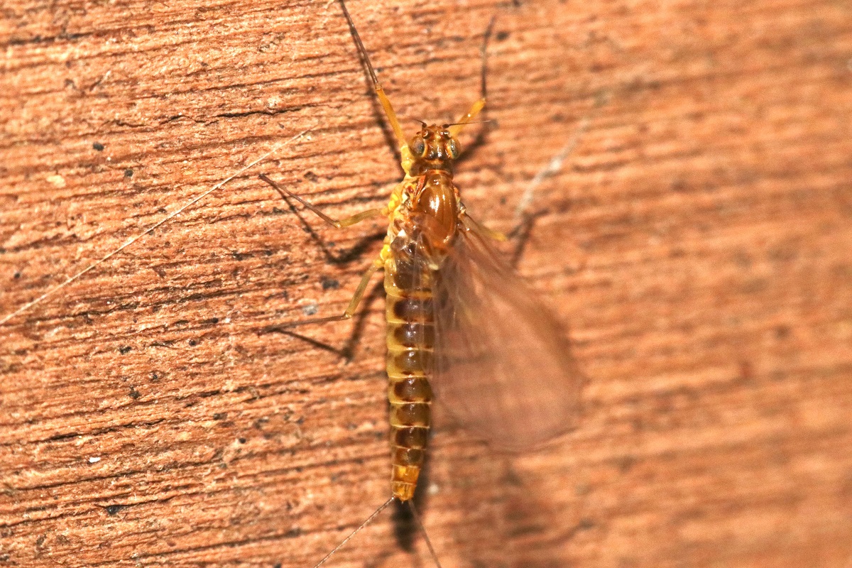 フタモンコカゲロウ【No.2566】