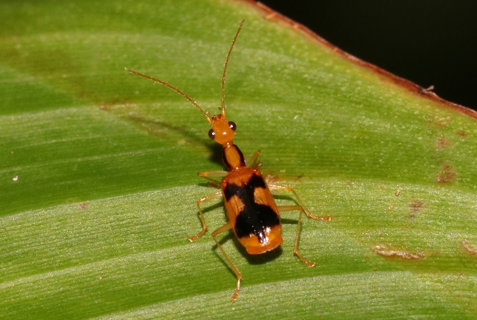 アトキリゴミムシの一種【No.3367】