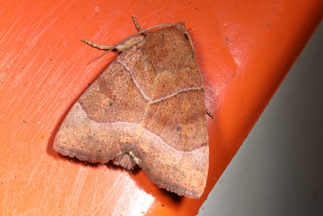 イタヤキリガ【No.2302】