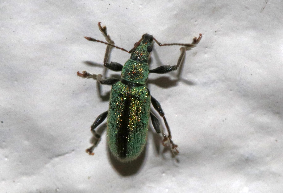 トゲアシヒゲボソゾウムシ【No.2295】