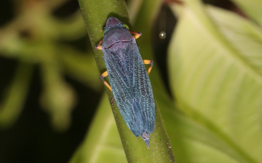 オオヨコバイの一種【No.3368】