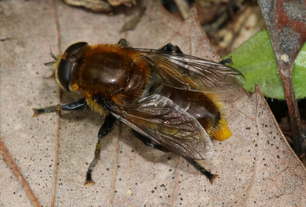 スイセンハナアブ【No.2601】