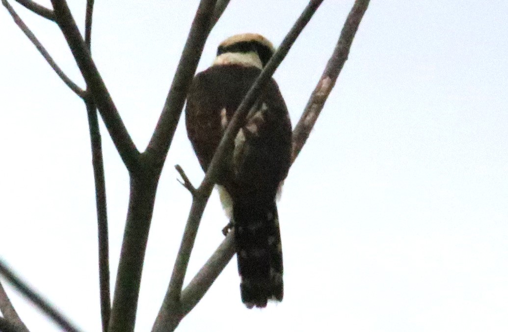 ワライハヤブサ【No.3370】