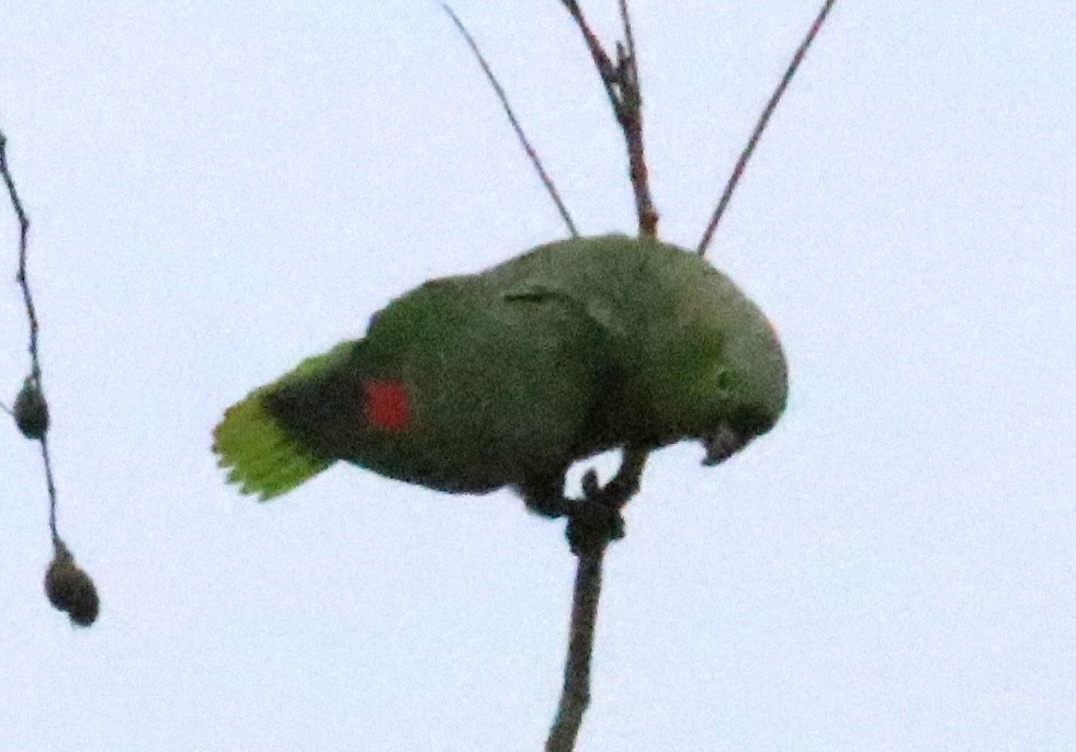ムジボウシインコ【No.3371】