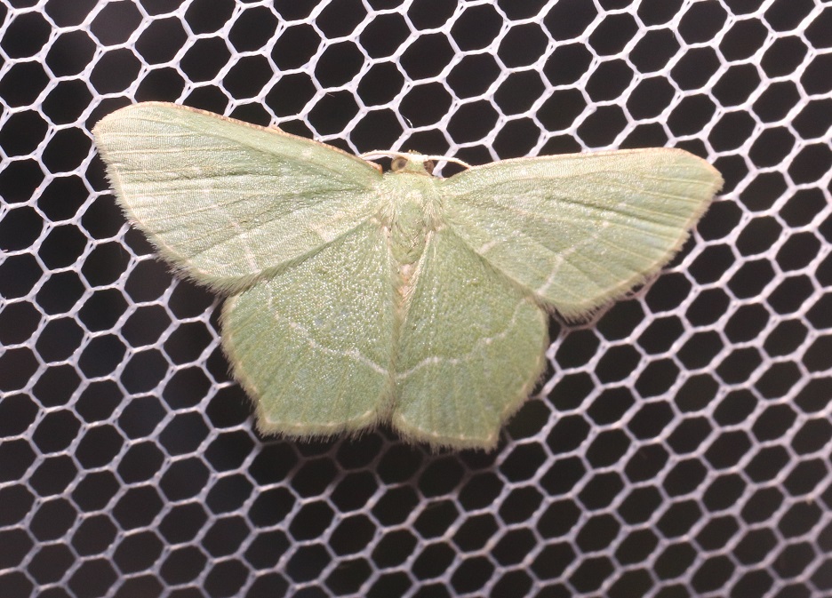 ナミスジコアオシャク【No.2569】