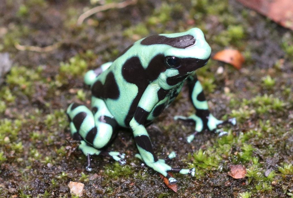 マダラヤドクガエル【No.3373】