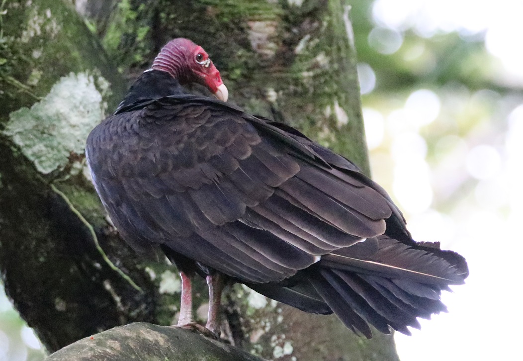 ヒメコンドル【No.3374】