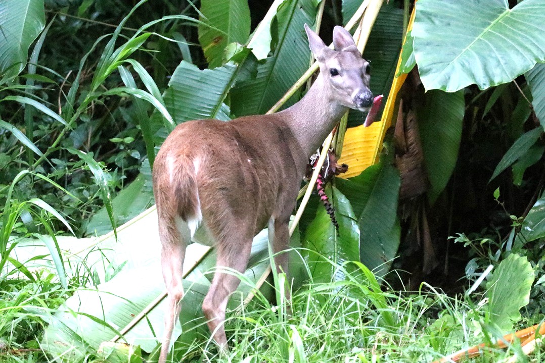 オジロジカ【No.3375】