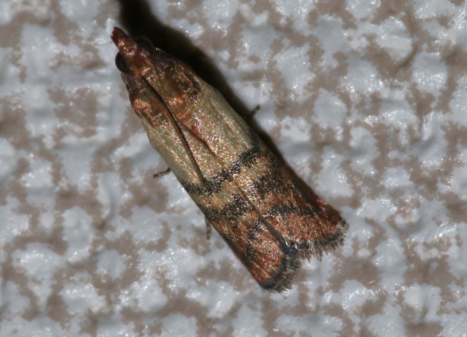 ノシメマダラメイガ【No.2765】