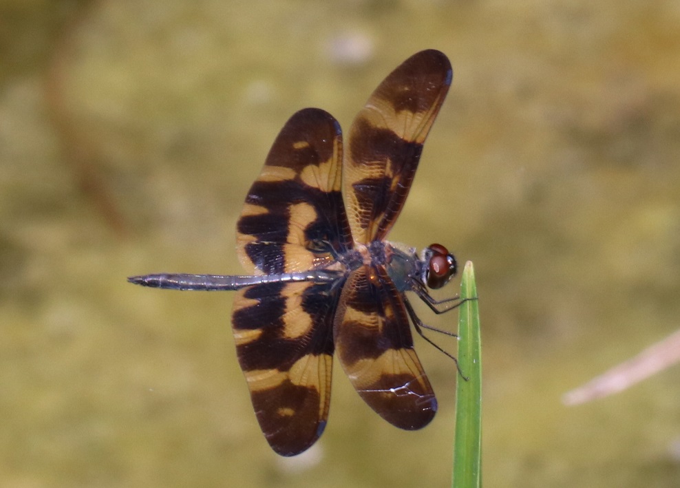 オキナワチョウトンボ【No.2273】