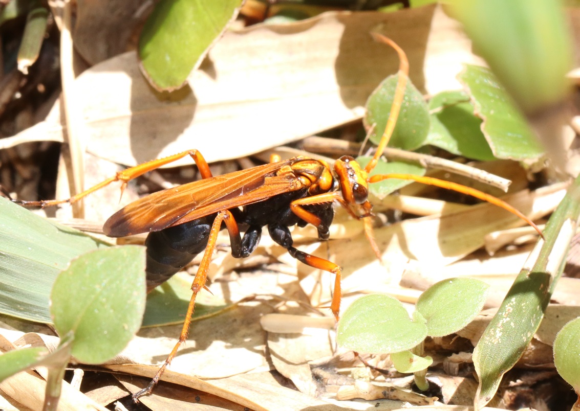 ベッコウクモバチ【No.2275】
