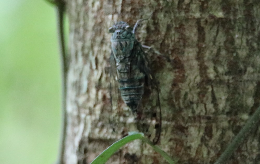 オオシマゼミ【No.2277】