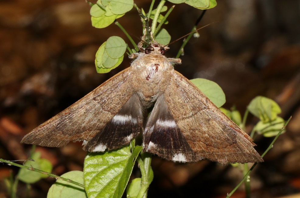 シラホシアシブトクチバ【No.2280】