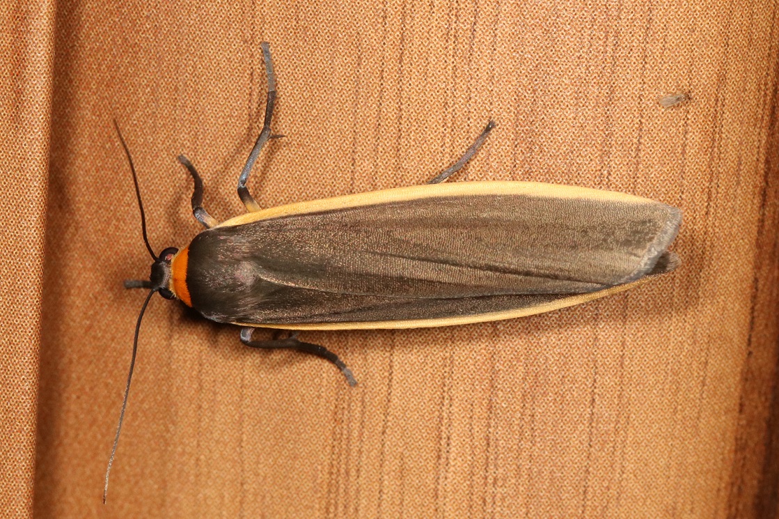 キマエクロホソバ【No.2631】