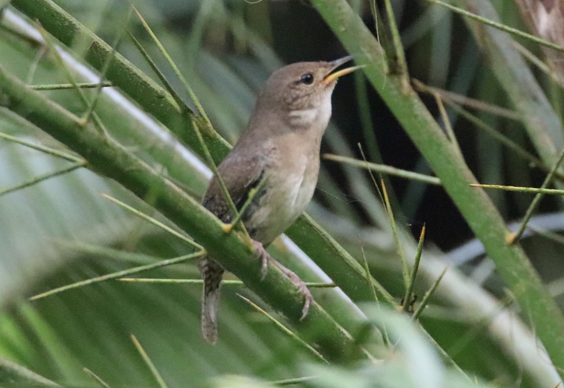 ミナミイエミソサザイ【No.3378】
