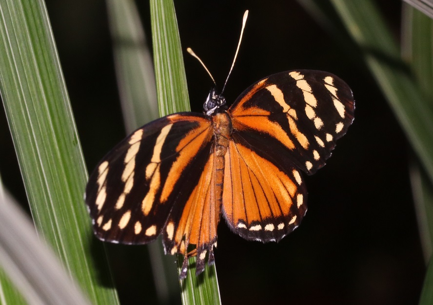 タテハチョウの一種（和名なし）【No.3380】