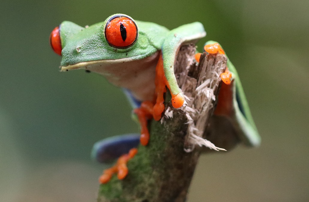 アカメアマガエル【No.3382】