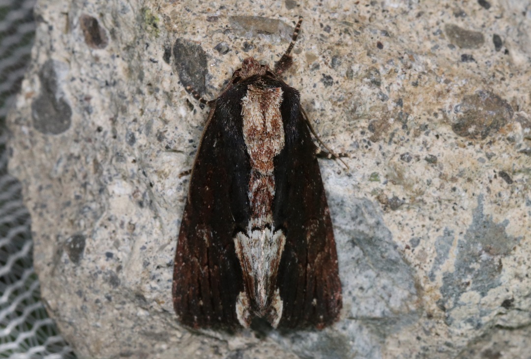 コクロモクメヨトウ【No.2381】