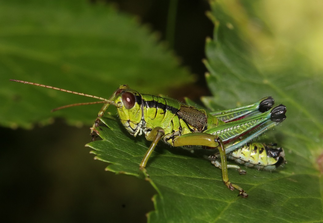 ミカドフキバッタ【No.2329】
