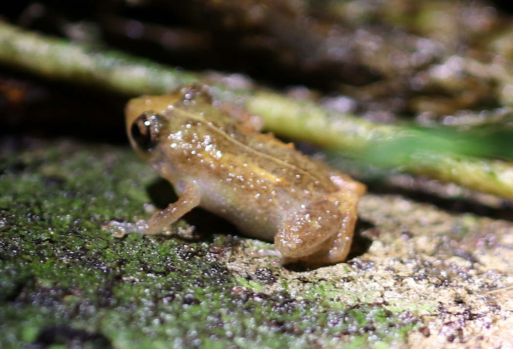 コヤスガエルの一種（和名なし）【No.3385】
