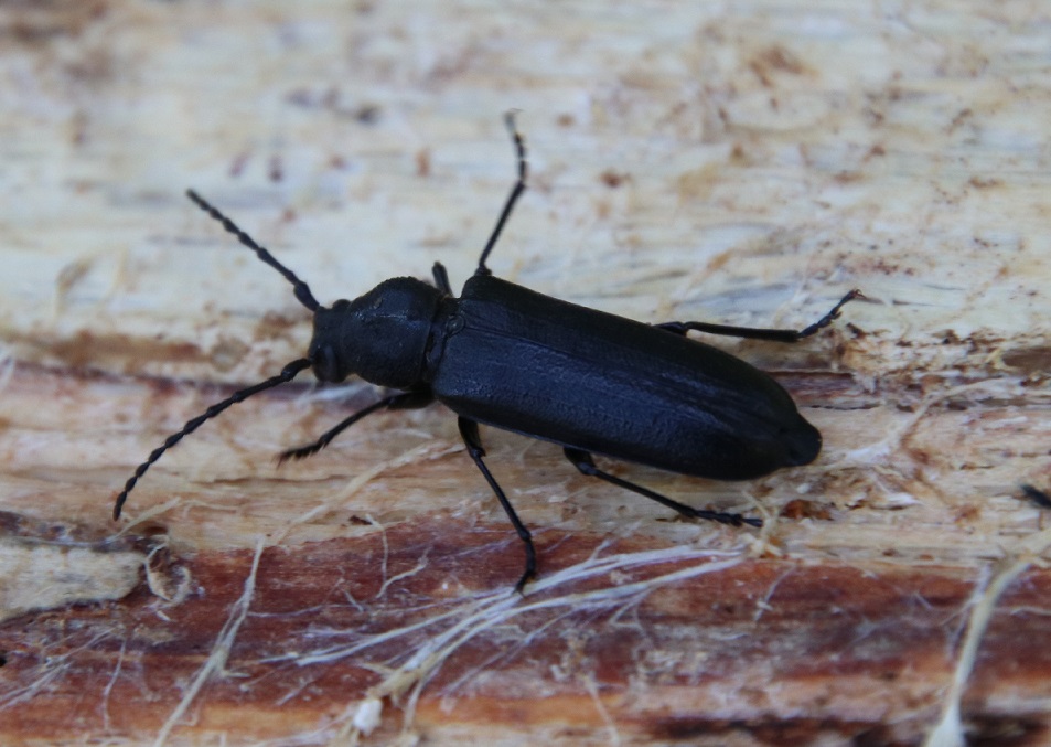 オオクロカミキリ【No.2313】