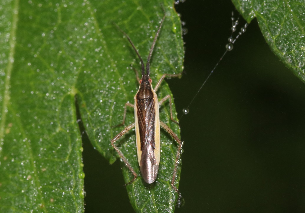 ナガムギカスミカメ【No.2330】