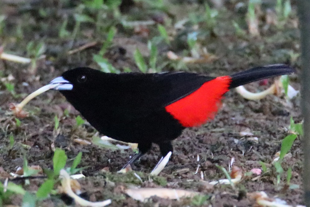 コシアカフウキンチョウ【No.3387】