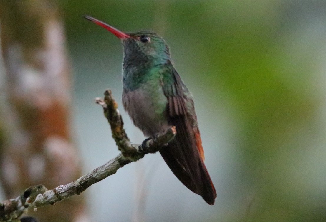 ハイバラエメラルドハチドリ【No.3388】