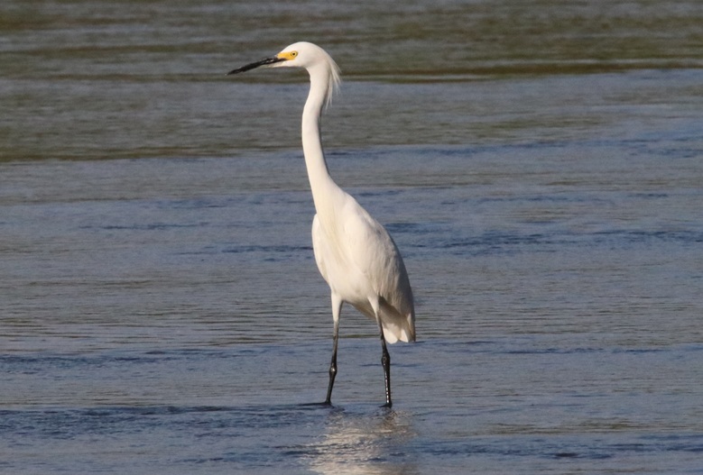 ユキコサギ【No.3334】　Egretta thula