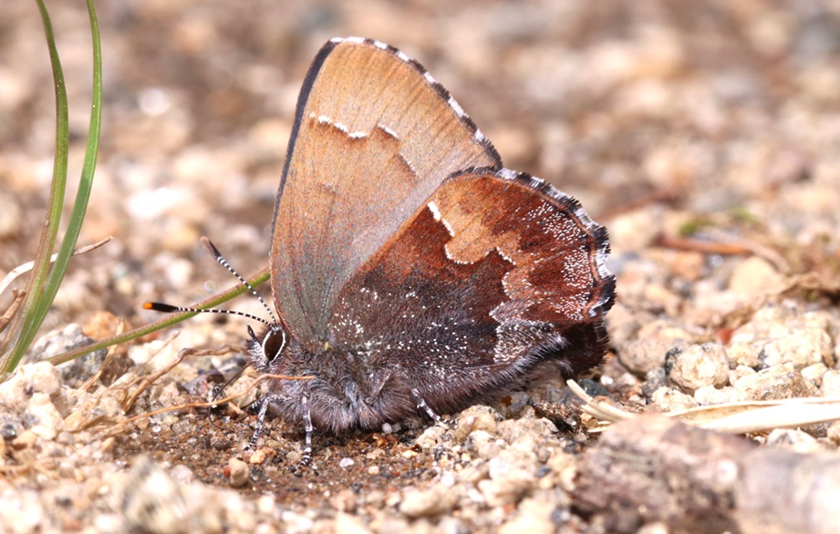 コツバメ【No.1205】　Callophrys ferrea