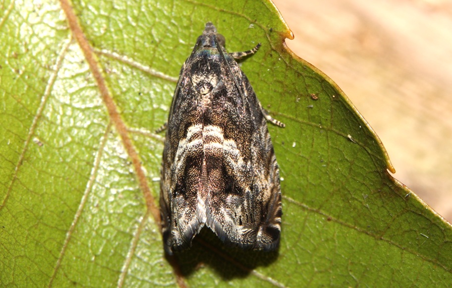 サンカクモンヒメハマキ【No.2794】