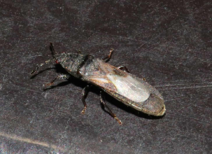 ホソコバネナガカメムシ【No.3566】